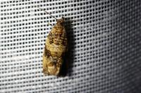 Celypha cespitana