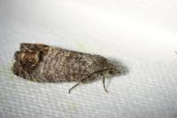Cydia pomonella
