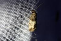 Spilonota ocellana
