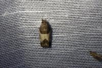 Spilonota ocellana