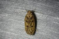 Hofmannophila pseudospretella