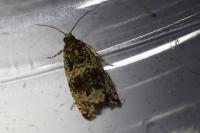 Celypha