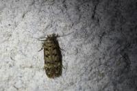 Bryotropha