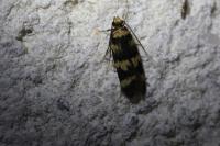 Oegoconia