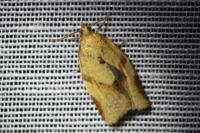 Clepsis consimilana