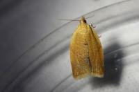 Clepsis consimilana