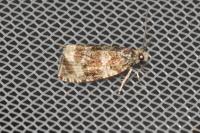Celypha lacunana