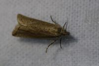 Bactra