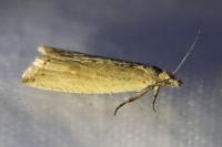 Bactra
