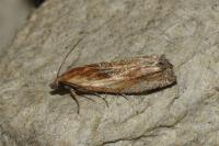 Eucosma gr. cana