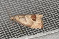 Notocelia uddmanniana