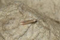 Coleophora
