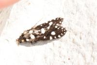 Euplocamus anthracinalis