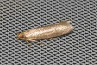 Agnoea