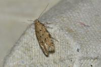 Pseudotelphusa paripunctella