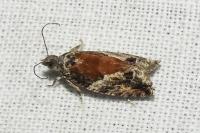 Epinotia nisella