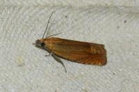 Lathronympha strigana