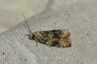 Celypha lacunana