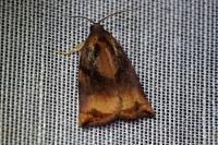 Archips podana