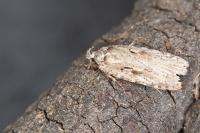 Agonopterix ocellana