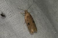Agonopterix propinquella