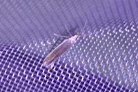 Coleophora albella