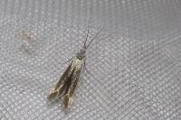 Coleophora albella