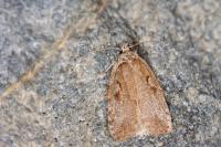 Agonopterix ocellana