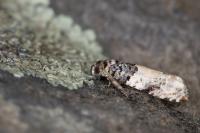 Gypsonoma sociana