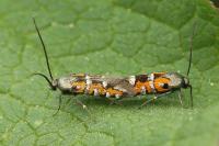 Heliodines roesella