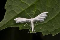 Pterophorus pentadactylus