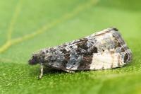 Hedya pruniana