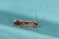 Monopis crocicapitella