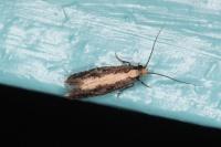 Monopis crocicapitella