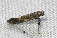 Gracillaria syringella