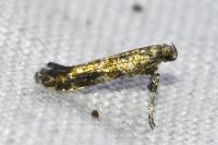 Gracillaria syringella