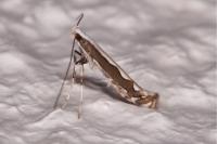 Dialectica scalariella