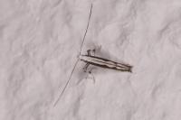 Dialectica scalariella