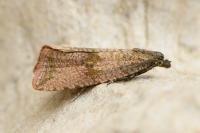 Celypha striana