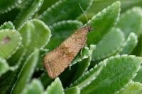 Celypha striana