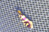 Micropterix rothenbachii