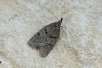 Luquetia lobella