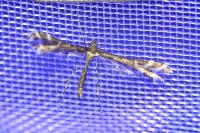 Procapperia maculatus