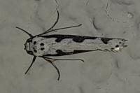 Ethmia bipunctella