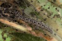 Yponomeuta malinellus