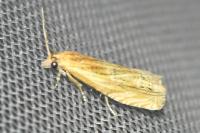 Eucosma
