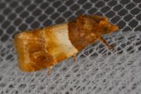 Epinotia festivana