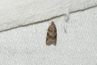 Cnephasia