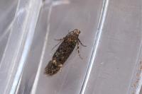 Bryotropha similis