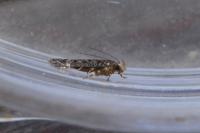 Bryotropha similis